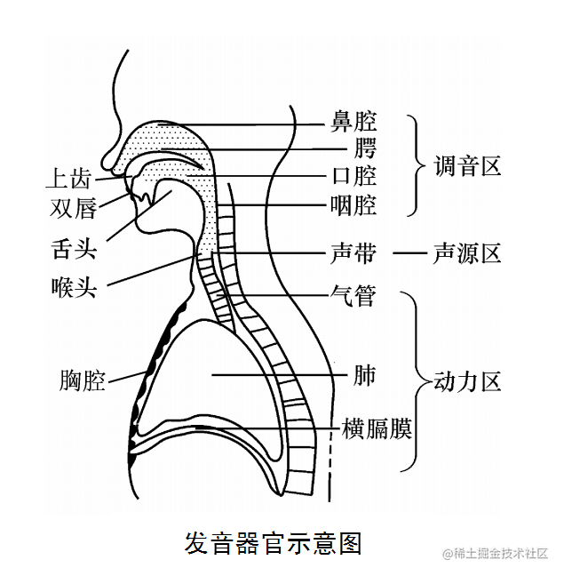 人体通过吸气增加肺气压,呼气时肺气压上升冲击声带,造成声门的闭合