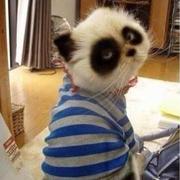 依然星的个人资料头像