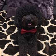 厚脸皮的个人资料头像