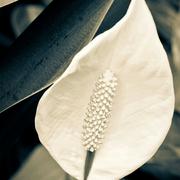 夏林月的个人资料头像