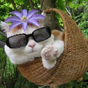 DevJohnny的个人资料头像