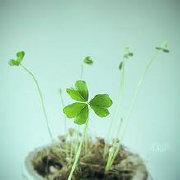 北山残月如钩的个人资料头像