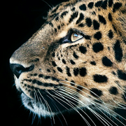 Android探索站的个人资料头像