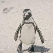 企鹅梦到它饿了的个人资料头像