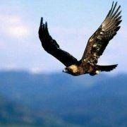 福临天下geh的个人资料头像