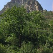 A逸风的个人资料头像