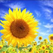 liansng的个人资料头像