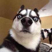 马真的个人资料头像