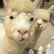 F小小飞的个人资料头像