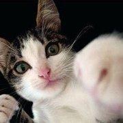 shadow汪的个人资料头像