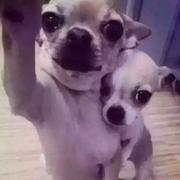 oooo10981的个人资料头像