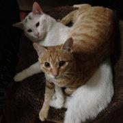 RyanBang的个人资料头像