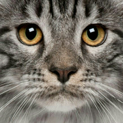 另一片风景的个人资料头像