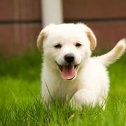 caochengzhi的个人资料头像