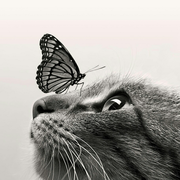 Asimov的个人资料头像