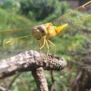 jianleer的个人资料头像