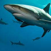 火云的个人资料头像