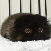 若逸仙的个人资料头像