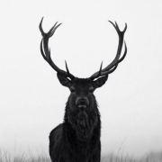 奔波的腐尸的个人资料头像