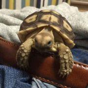 暴走龟皮皮的个人资料头像