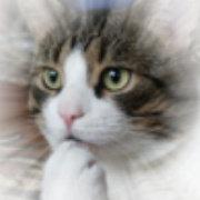 我是啊安骄傲的啊安的个人资料头像