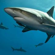 恒的个人资料头像