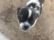 小龙哥微博的个人资料头像