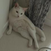 隐身的个人资料头像