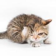 _紫晶猫_的个人资料头像