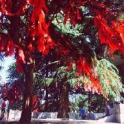 痴人梦话的个人资料头像