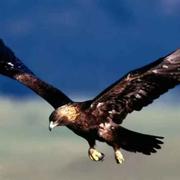 天空行者的个人资料头像