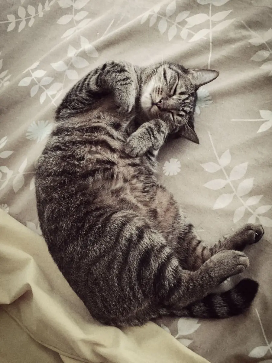 自己怕是不知道把手攒成这种样子有多招人爱