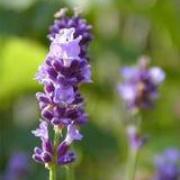 住是啊泽材的个人资料头像