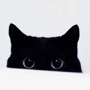 Drol的个人资料头像