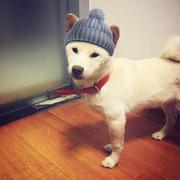 imo的个人资料头像