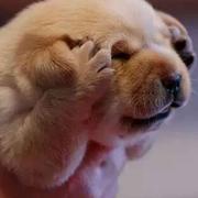 乔家的孩子的个人资料头像