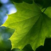 ghkl的个人资料头像