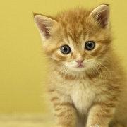 陈绮苗的个人资料头像