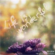 a_tulip的个人资料头像