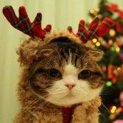 草履虫的个人资料头像