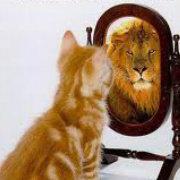 薛定谔遇上猫的个人资料头像