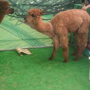 叶剑飞雪的个人资料头像