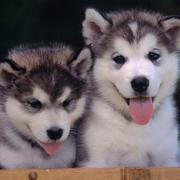 EricCheng的个人资料头像