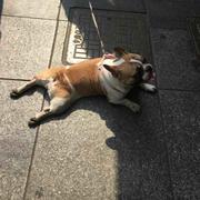 纯真的个人资料头像