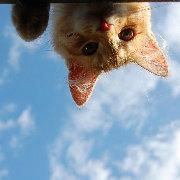 这只猫要早起的个人资料头像