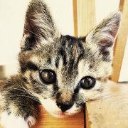 FreedomsV的个人资料头像