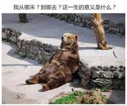 这只熊的个人资料头像