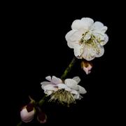 arkuo的个人资料头像