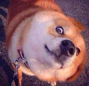 如我是的个人资料头像