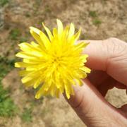 露水红颜的个人资料头像